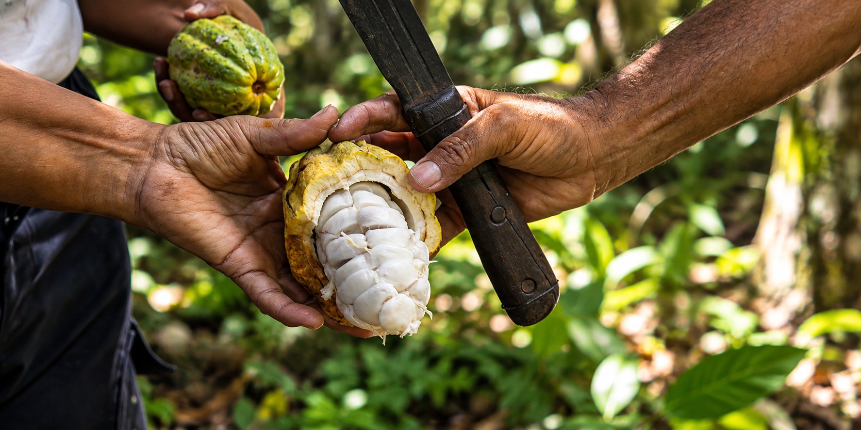 Cutting open a Venezuelan cacao pod in the field