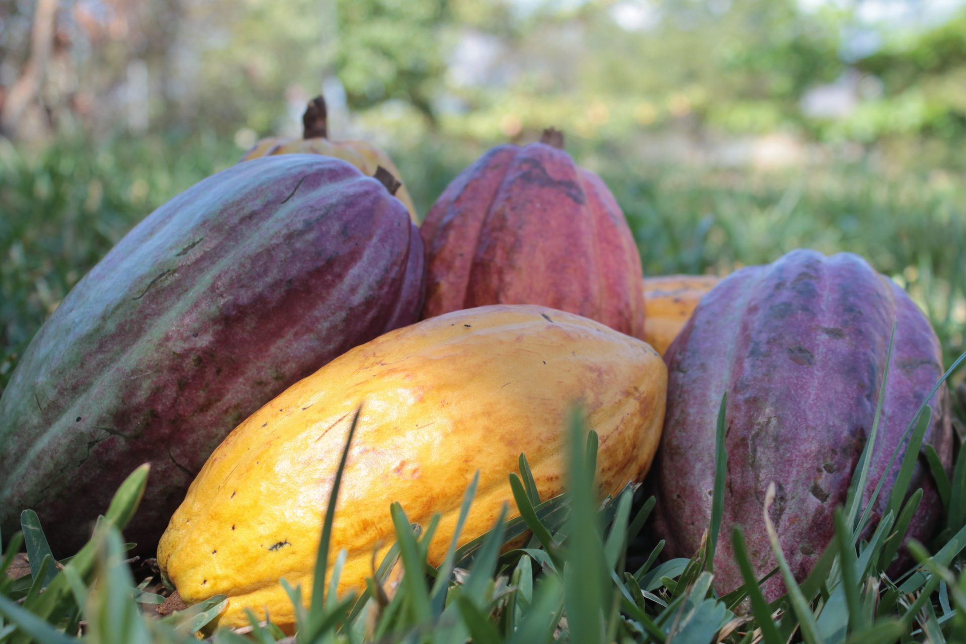 Venezuelan cacao pods at different stages of ripeness