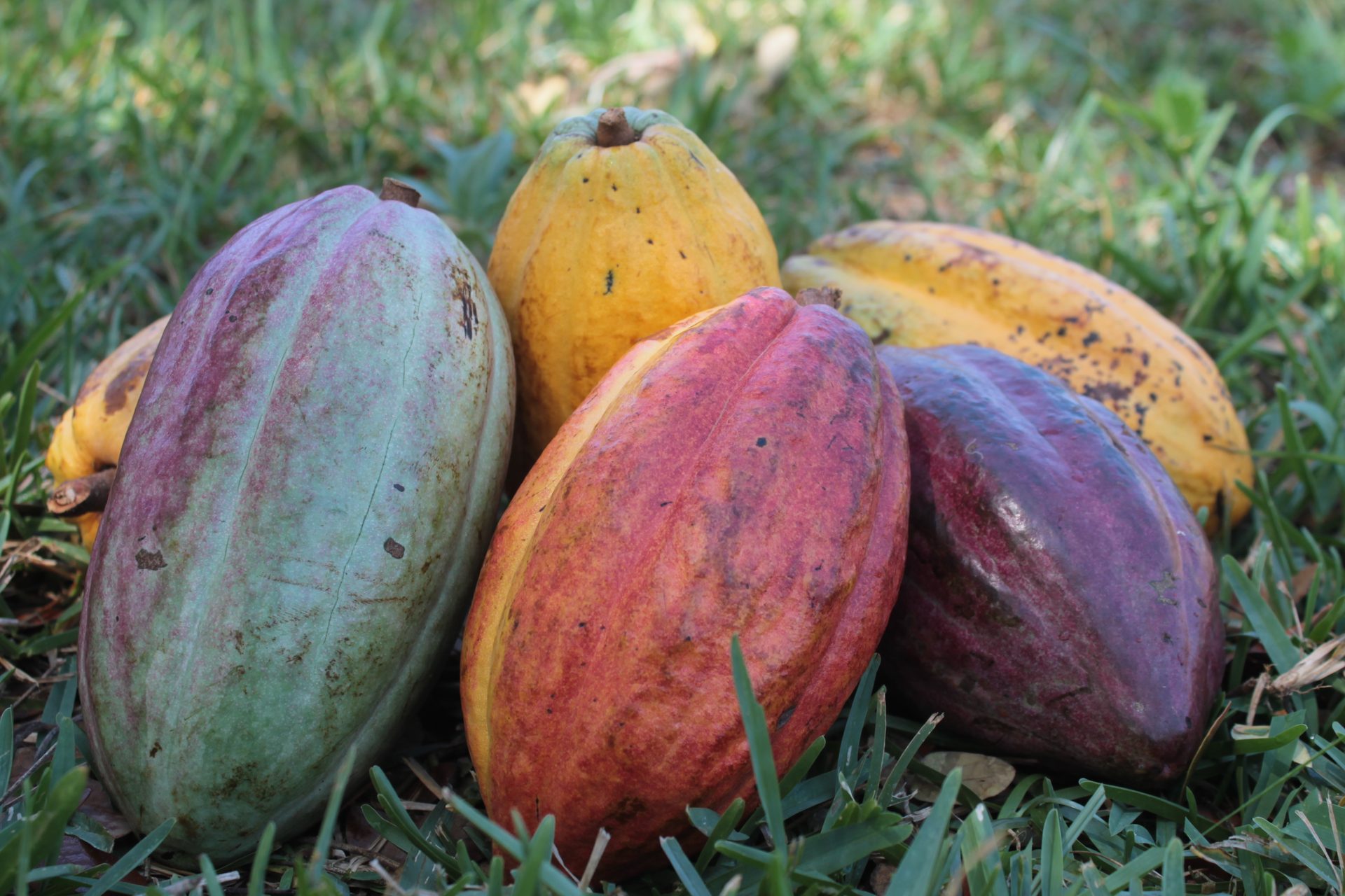 Venezuelan cacao pods of different colors showing their genetic diversity