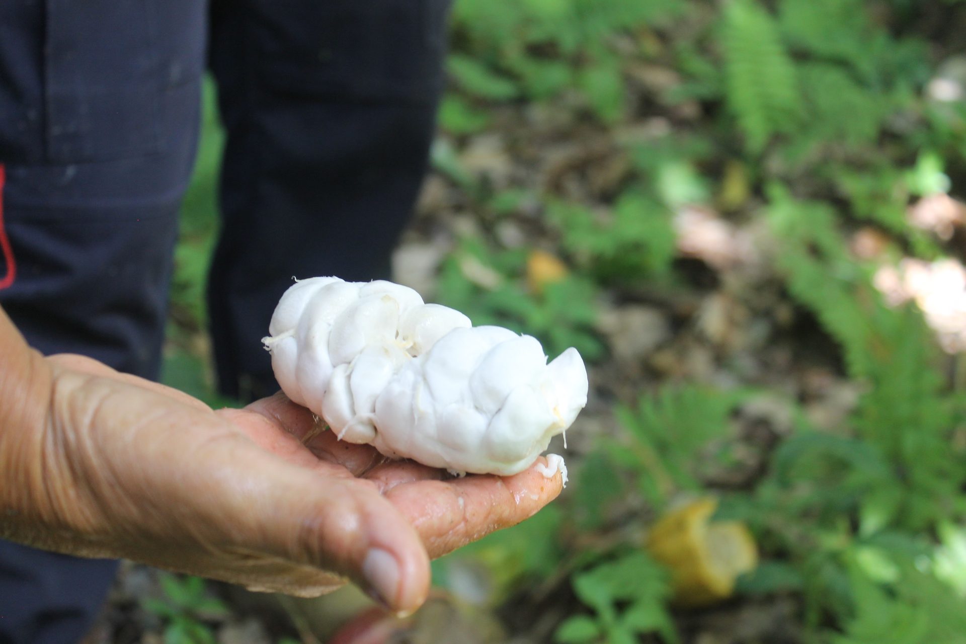 Fresh cacao bean with white mucilage, freshly opened