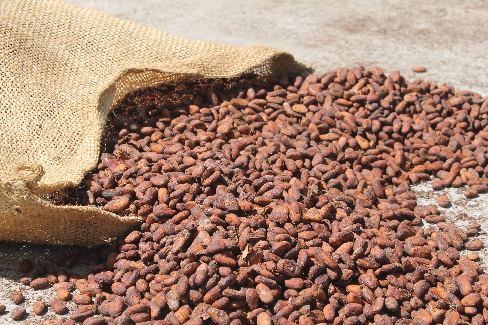Dried Venezuelan cacao beans in a burlap sack