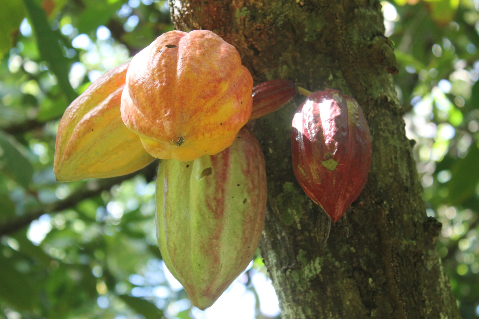 Cluster of cacao pods on the tree